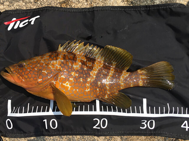 Tict Fishing Mat S