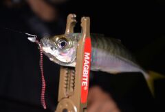 Magbite Aminomushi 3’’ 76mm Kokulu Silikon Yem