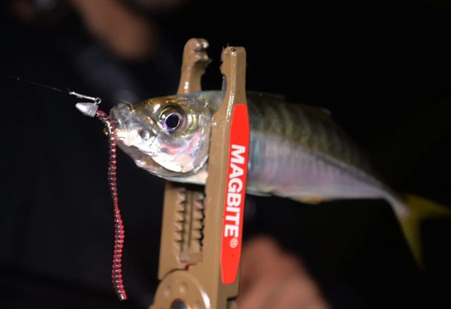 Magbite Aminomushi 3’’ 76mm Kokulu Silikon Yem