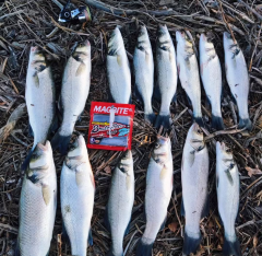 Magbite Snatch Bite Shad 3’’