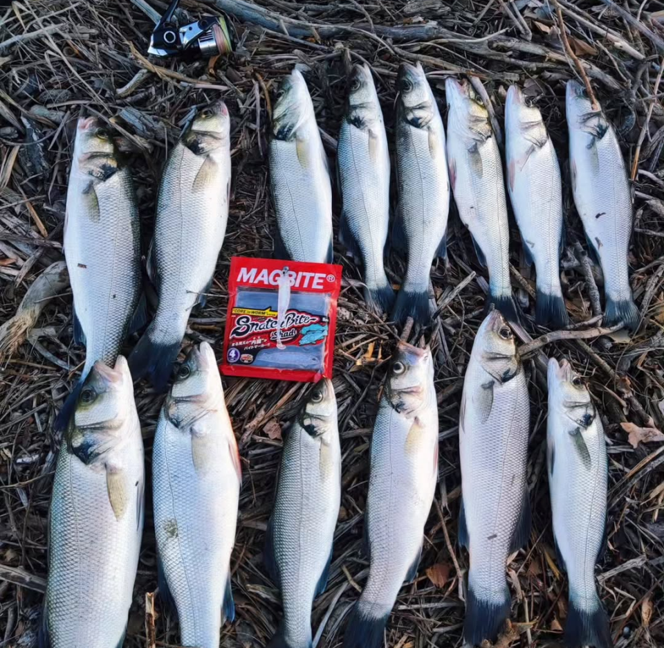 Magbite Snatch Bite Shad 3’’
